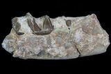 Hyracodon (Running Rhino) Jaw Section - South Dakota #80171-1
